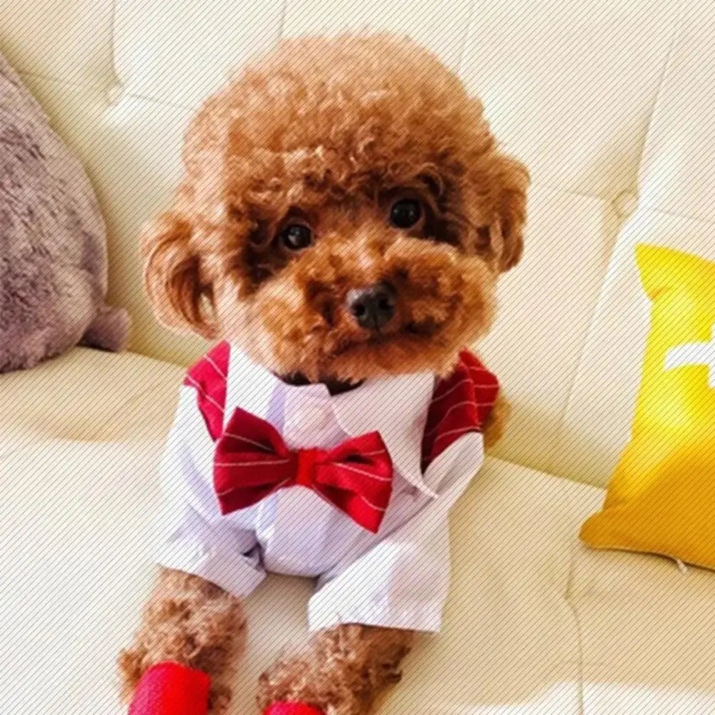 Mentleman de style anglais costume de chiot avec cravate pour les occasions formelles quatre saisons mariage pour animaux de compagnie photo en peluche